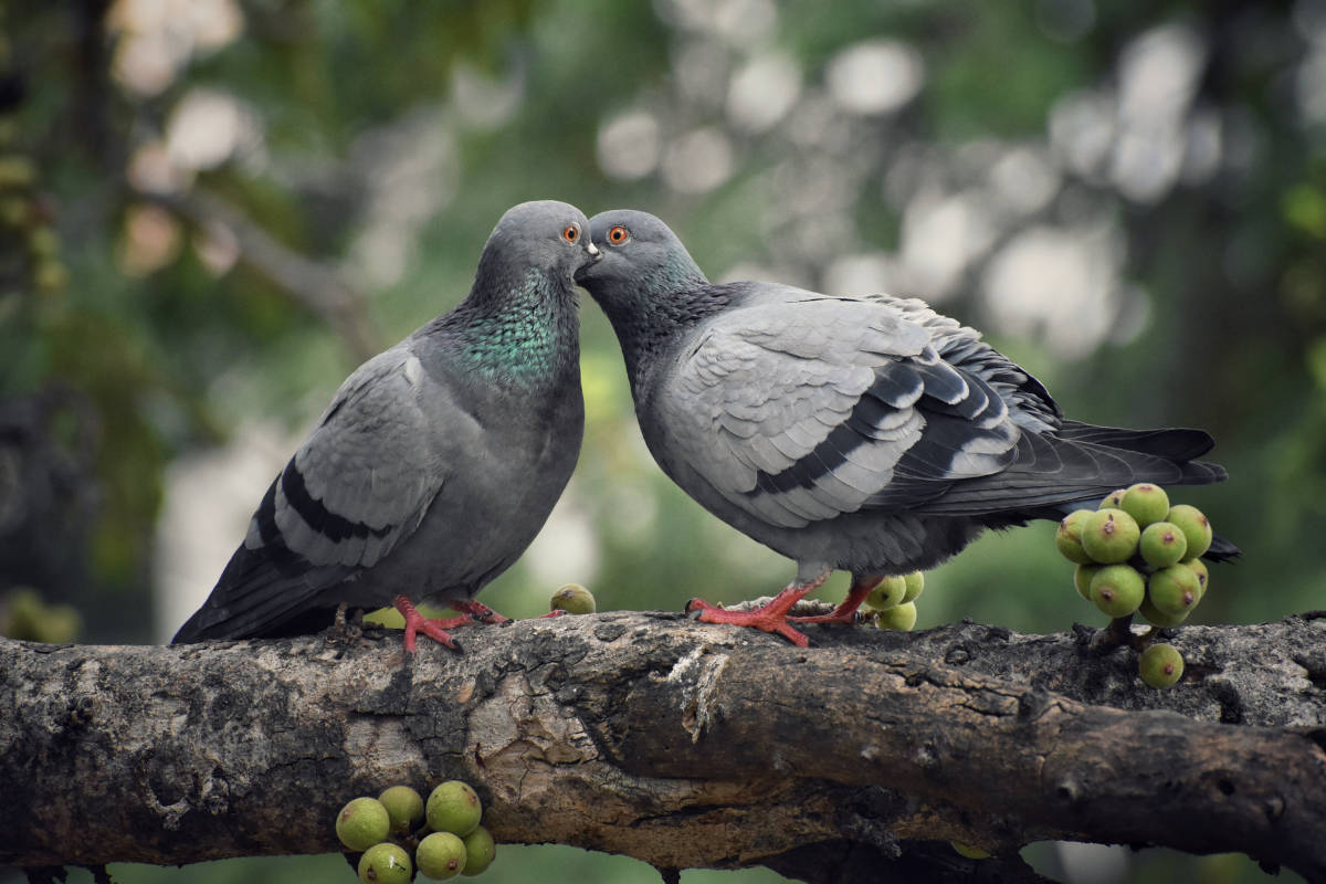 Humane control of pigeons
